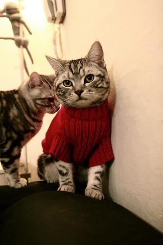 “费尔南多·比亚尔巴的球技创新,带领阿根廷美洲狮队冲击世界冠军”